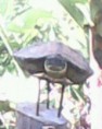 /album/fotogaleria-inicio/tortuga-voladora-jpg1/